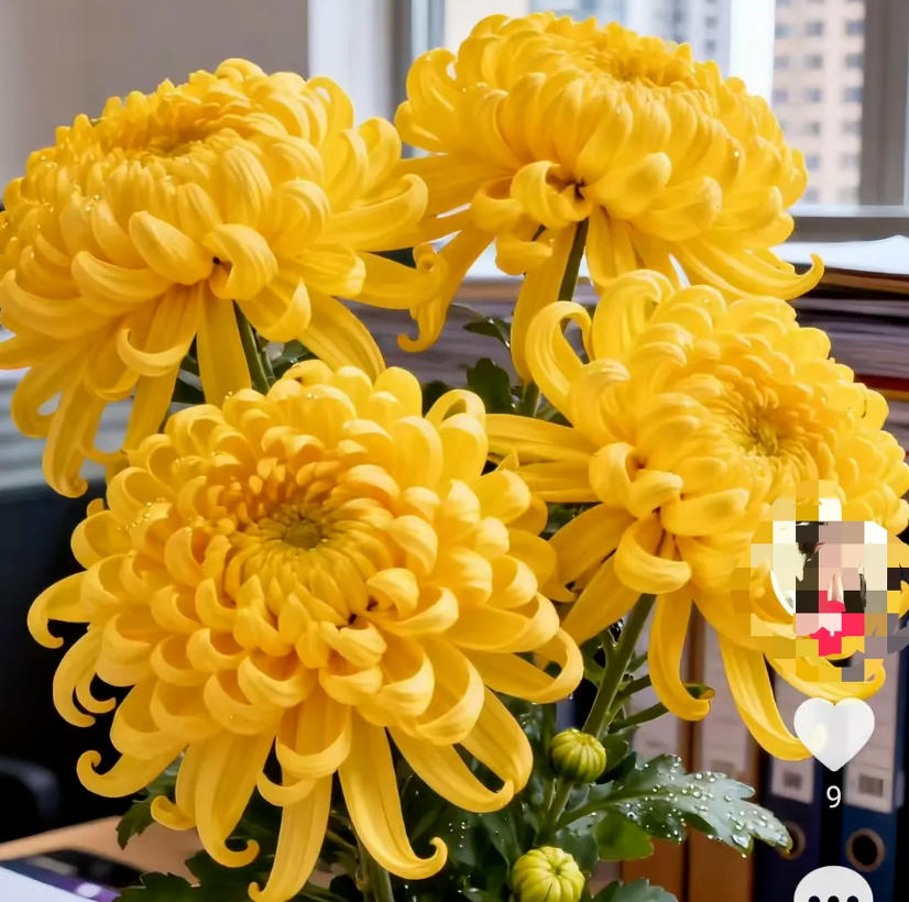 图片[4]网创思维-实用软件-项目拆解-项目实战抖音 AI 绿植带货：半年赚 6 万，新手零门槛上手网创思维-实用软件-项目拆解-项目实战凡风副业博客